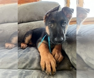 German Shepherd Dog Puppy for sale in PITTSBORO, IN, USA