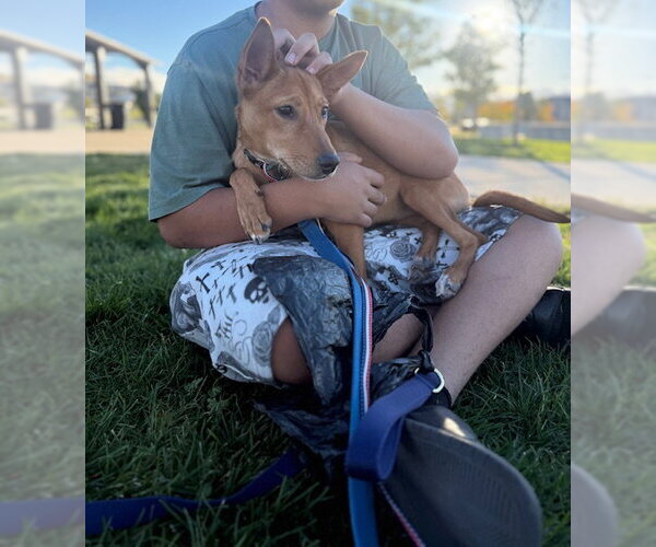Medium Photo #6 Chihuahua Puppy For Sale in Sandy, UT, USA