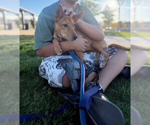 Miela - Female Chihuahua Dog for Adoption - Photo #6