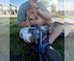 Small Photo #6 Chihuahua Puppy For Sale in Sandy, UT, USA