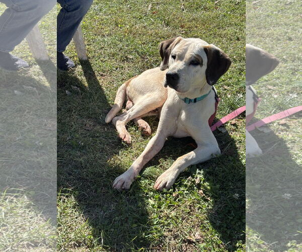 Medium Photo #10 Lab-Pointer Puppy For Sale in Rustburg, VA, USA