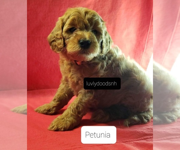 Medium Photo #4 Goldendoodle-Poodle (Miniature) Mix Puppy For Sale in METHUEN, MA, USA