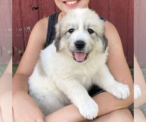 Great Pyrenees Puppy for sale in BRIGHTON, IA, USA