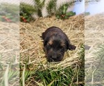Small Photo #10 Aussiedoodle Puppy For Sale in MONMOUTH, OR, USA