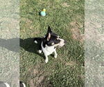 Small #2 American Staffordshire Terrier-Huskies  Mix