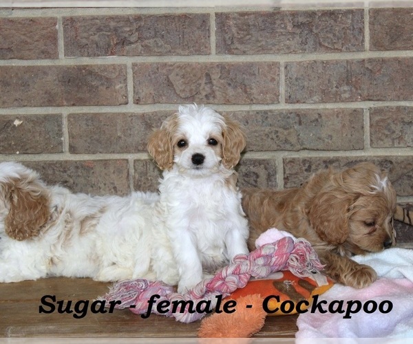 Medium Photo #3 Cock-A-Poo Puppy For Sale in CLARKRANGE, TN, USA