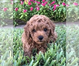 Poodle (Toy) Puppy for sale in CAPE CORAL, FL, USA
