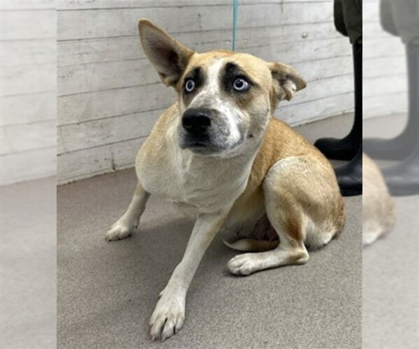Medium Photo #1 German Shepherd Dog-Unknown Mix Puppy For Sale in San Bernardino, CA, USA