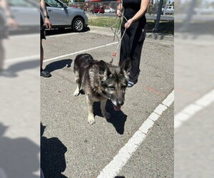German Shepherd Dog Dogs for adoption in Stockton, CA, USA