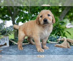 Puppy Lila Golden Retriever
