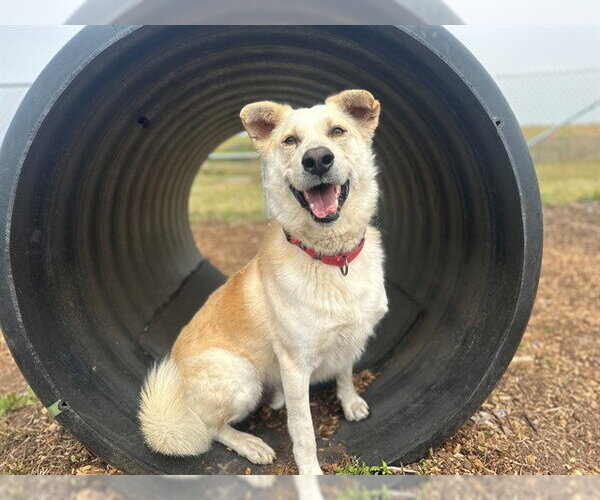 Medium Photo #4 Shepradors Puppy For Sale in McKinleyville, CA, USA