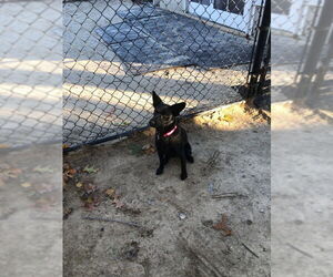 Australian Kelpie-Labrador Retriever Mix Dogs for adoption in East Derry, NH, USA