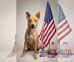 Small #9 Australian Kelpie-Golden Retriever Mix