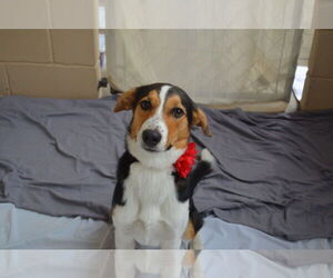 Labrador Retriever-Unknown Mix Dogs for adoption in McKinney, TX, USA