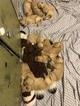 Small Photo #13 Golden Retriever Puppy For Sale in MESA, AZ, USA
