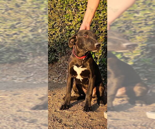 Medium Photo #4 Labrador Retriever-Unknown Mix Puppy For Sale in Dana Point, CA, USA