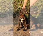 Small #3 Labrador Retriever Mix