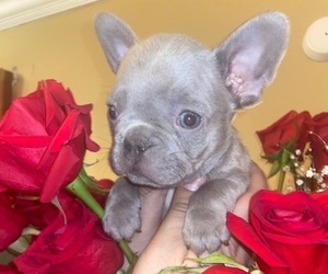 French Bulldog Puppy for sale in PHILADELPHIA, PA, USA