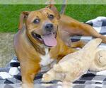 Small #1 American Pit Bull Terrier