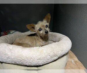 Chihuahua Dogs for adoption in Downey, CA, USA