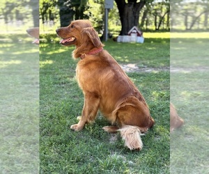 Mother of the Goldendoodle puppies born on 05/04/2025