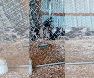 Akita-German Shepherd Dog-Wolf Hybrid Mix Puppy for sale in SAINT JOHNS, MI, USA