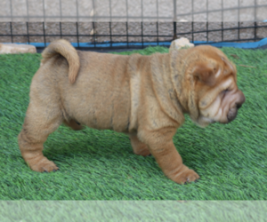 Medium Chinese Shar-Pei