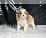 Small #4 Cavalier King Charles Spaniel