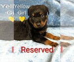 Small #4 Rottweiler