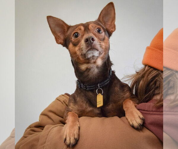 Medium Photo #5 Chipin Puppy For Sale in Huntley, IL, USA