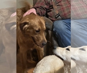 Father of the Golden Retriever puppies born on 07/11/2025