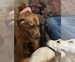 Small Photo #1 Golden Retriever Puppy For Sale in WATERBURY, VT, USA