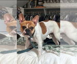 Small Photo #14 French Bulldog Puppy For Sale in Oak Bluffs, MA, USA