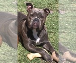 Thora Jane - Female Olde English Bulldogge Puppy for Sale - Small photo