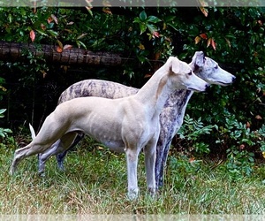 Father of the Whippet puppies born on 03/17/2024