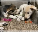 Small Photo #23 German Shepherd Dog-Goberian Mix Puppy For Sale in OMAHA, NE, USA
