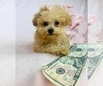 Small #22 Poodle (Toy)