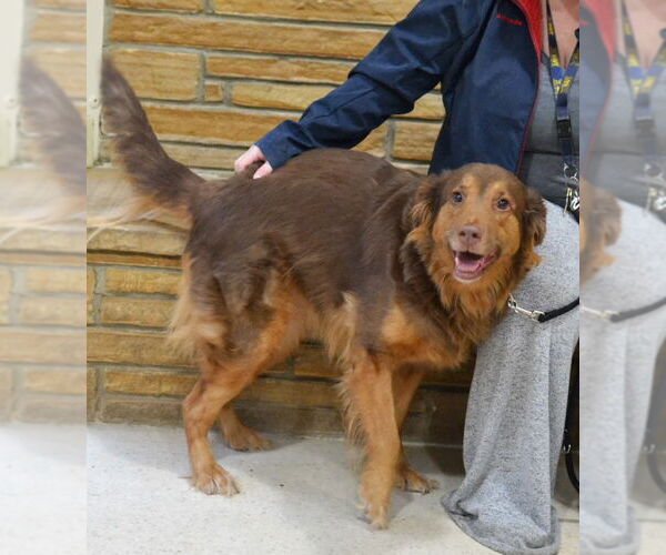 Medium Photo #2 Golden Retriever-Unknown Mix Puppy For Sale in Germanton, TN, USA