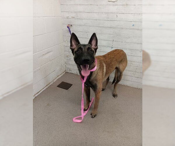 Medium Photo #1 Mutt Puppy For Sale in San Bernardino, CA, USA