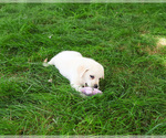 Small #3 Labrador Retriever