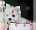 Small #2 Morkie