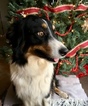 Small Photo #1 Australian Shepherd Puppy For Sale in PURDY, MO, USA