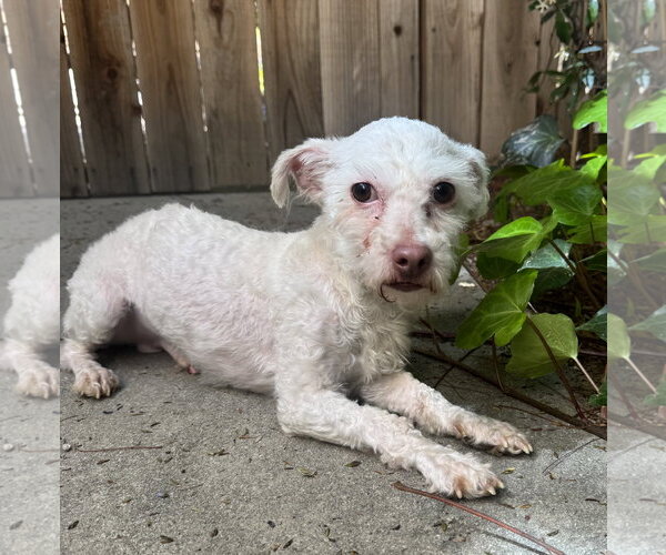 Medium Photo #4 Maltipoo (Miniature) Puppy For Sale in Marina Del Rey, CA, USA
