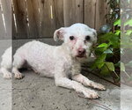 Small #3 Maltipoo (Miniature)