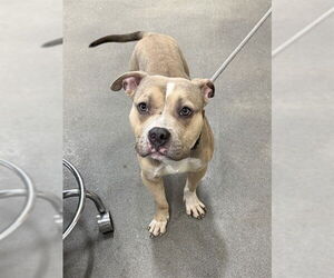 Mutt Dogs for adoption in Forestville, MD, USA