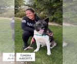 Small Akita