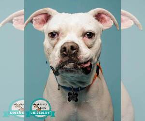 Matzo - Male Boxer-Unknown Mix Dog for Adoption - Photo #4