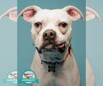 Small Photo #4 Boxer-Unknown Mix Puppy For Sale in Kennesaw, GA, USA