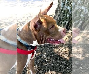Holly *Adopt or Foster* - Female Mutt Dog for Adoption - Photo #9