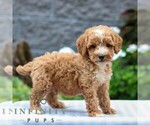 Small #2 Poodle (Miniature)